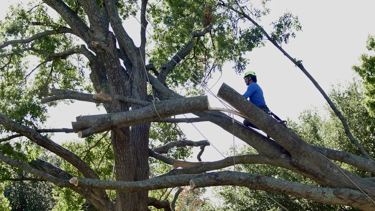 Professional Crown Thinning performed by certified arborists in Letohatchee